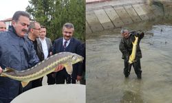 Tokat'ın su kaynaklarına Amasya'dan gelen sazan  balıkları bırakıldı!