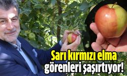 Sarı kırmızı elma görenleri şaşırtıyor!