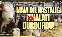 Avrupa'yı Saran 'Mavi Dil' hastalığı nedeniyle Türkiye ithalatı durdurdu!