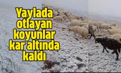 Yaylada otlayan koyunlar kar altında kaldı