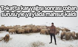 Tokat'ta kar yağışı sonrası çoban sürüsüyle yaylada mahsur kaldı