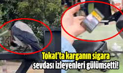 Tokat’ta karganın sigara sevdası izleyenleri gülümsetti!