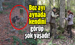 Boz ayı aynada kendini görüp şok yaşadı