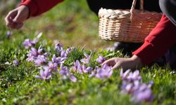 Düzce'de öğrenciler tıbbi ve aromatik bitki yetiştiriciliğini yerinde öğreniyor