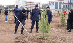 Sivas’ın ormanlık alanı 504 bin dekara yükseldi