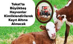 Tokat'ta Büyükbaş Hayvanlar Kimliklendirilerek Kayıt Altına Alınacak