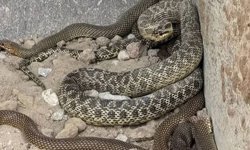 Kepçe operatörü toprak kazarken 2,5 metrelik yılanla karşılaştı