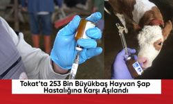 Tokat’ta 253 Bin Büyükbaş Hayvan Şap Hastalığına Karşı Aşılandı
