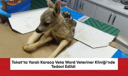 Tokat’ta Yaralı Karaca Veta Word Veteriner Kliniği’nde Tedavi Edildi