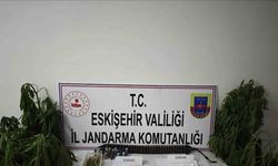 Kenevir bitkisi ekimi yapılan ikamete operasyon düzenledi