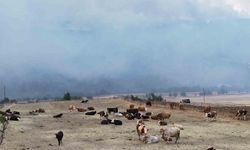 Orman yangını köye yaklaştı, hayvanlar güvenli alanda bekletiliyor