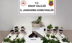 Sinop’ta jandarmadan kenevir operasyonu: 4 şüpheliye adli işlem