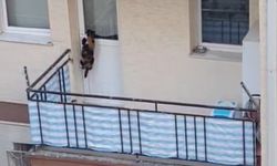 Kedinin balkona mahkum edildiği iddiası polisi harekete geçirdi