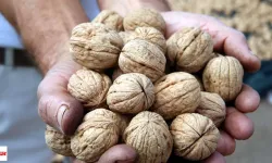 Niksar'da Ceviz Verimi %50 Düştü