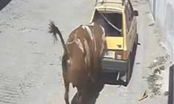 Ahırdan kaçan kızgın boğa, hırsını otomobilden çıkarttı