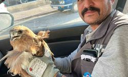 Kırşehir'de yaralı halde bulunan şahin tedavi altına alındı