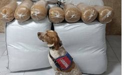 Kırşehir'de yolcu otobüsünde 400 kilogram kaçak tütün ele geçirildi