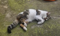 Korkuluğa saplanan kediyi itfaiyeciler kurtardı