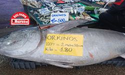 Tokat’ta Rekor Orkinos! 180 Kiloluk Dev Balık Tezgâhta Yerini Aldı