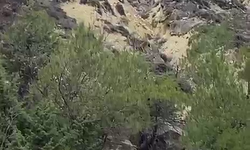 Pehlivanlar Dağ Antrenmanında Vaşak Görüntüledi