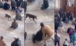 Camiye Giren Pitbull, Cemaati Tedirgin Etti