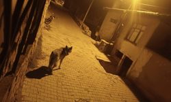 Beypazarı'nda aç kalan kurtlar şehre indi