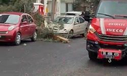 Beypazarı'nda fırtına ağaçları devirdi