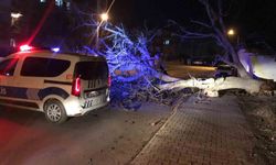 Ereğli'de şiddetli rüzgar ağaçları devirdi, çatıları uçurdu