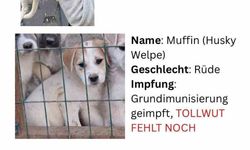 Hayvan severlerden, hayvan kaçakçılığı iddiası