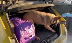 Narkotik dedektör köpeği Pera, araca saklanmış uyuşturucuyu buldu