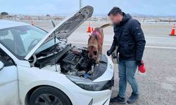 Uyuşturucu tacirleri, narkotik köpeğinden kaçamadı
