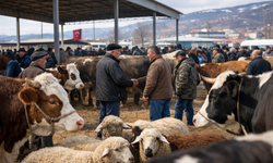 Tokat’ta Şap Hastalığı Sonrası Hayvan Pazarları Açıldı