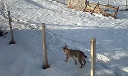 Evrenköy’de Vaşak ve Kurt Sürüsü Kameralara Yansıdı