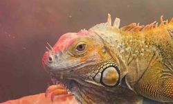 Koruma altındaki 3 hayvan Samsun'da ele geçirildi