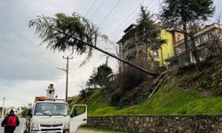 Ordu'da çam ağacı yüksek gerilim hattına devrildi