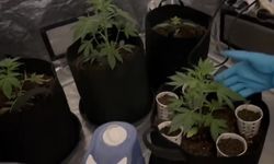 Özel düzenekle uyuşturucu yetiştirilen eve polis baskını