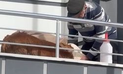 Hasta Buzağıya Balkonda Güneş Tedavisi