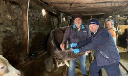 Tokat'ta İlkbahar Şap Aşılama Seferberliği Başladı