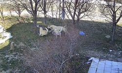 Karaman'da başıboş köpeklerin kediyi öldürdüğü anlar kameraya yansıdı
