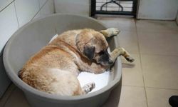 Köpeği ezen sürücü serbest bırakıldı