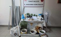 Tokat’ta Sera Tipi Kenevir Yetiştiriciliğine Suçüstü