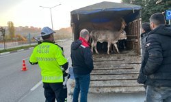 Tokat'ta Kurban Mesaisi! Hayvan Hareketlerine Sıkı Denetim