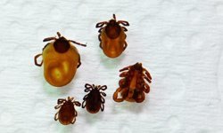 Dondurucu Soğuklar Keneleri Durdurmuyor