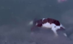 Baraj taştı, sular köye ulaştı, suya düşen buzağı kurtarılamadı