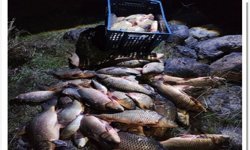 Bolu'da 250 kilo ağırlığındaki 100 canlı sazan balığı kurtarıldı