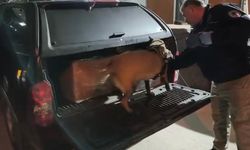 Samsun'da uyuşturucu operasyonunda 165 bin hap ele geçirildi