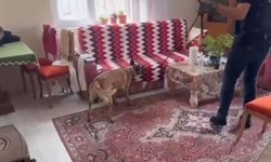 Silah tacirlerine operasyon: Çok sayıda silah ve uyuşturucu ele geçirildi