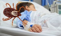 Zile’de 3 Yaşındaki Çocuk Kene Tutunması Sonrası Fenalaştı