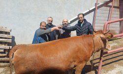 Tokat’ta Kurbanlıklar Görücüye Çıktı, Pazarlıklar Başladı