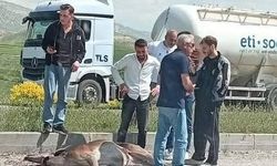 Beypazarı'nda otomobilin çarptığı geyik ağır yaralandı